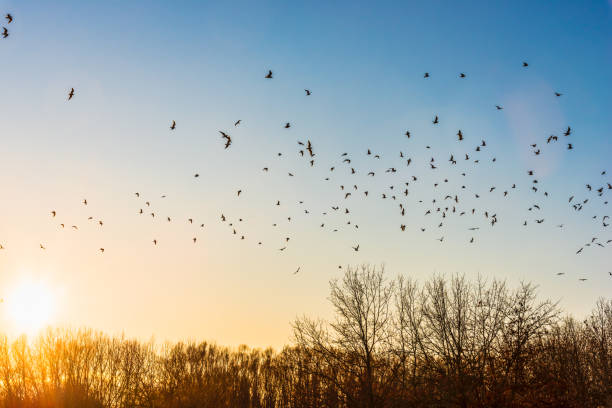 istock Black Birds in the sunset 1305134312