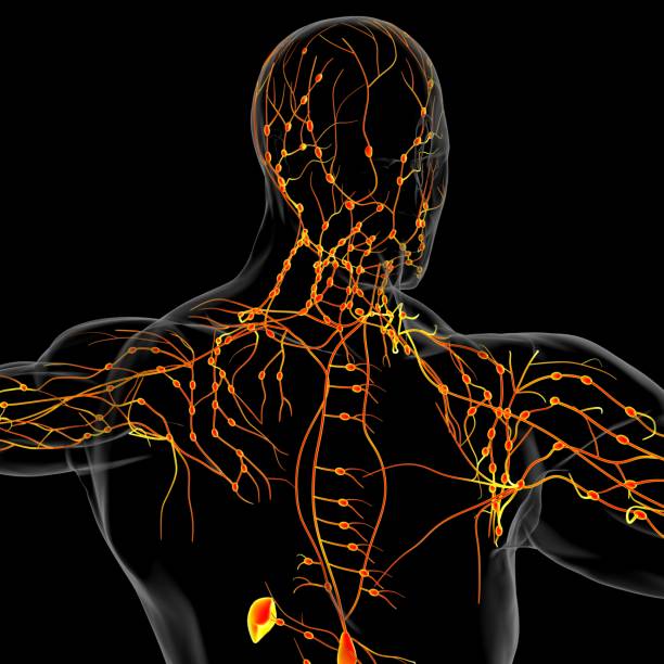 istock Human Lymph Nodes Anatomy For Medical Concept 3D Rendering 1305134529