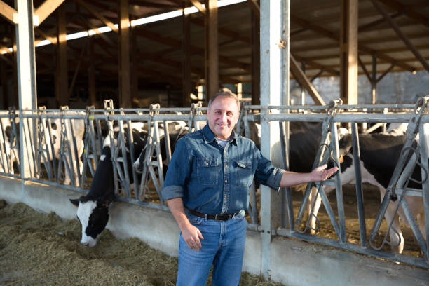 istock Successful male farmer in cowshed 1305135012