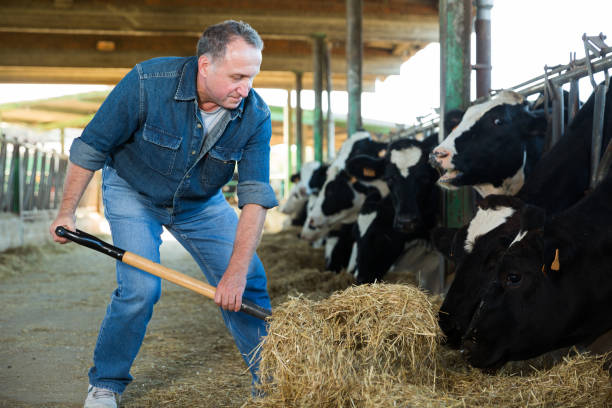 istock Male farm worker feeding cows 1305135027