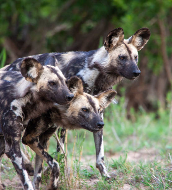 istock African Wild Dogs 1305135235