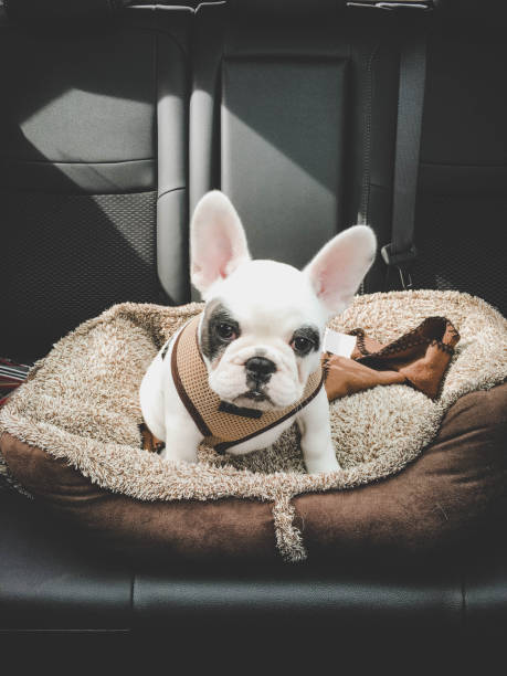 istock Road trip with puppy 1305135274