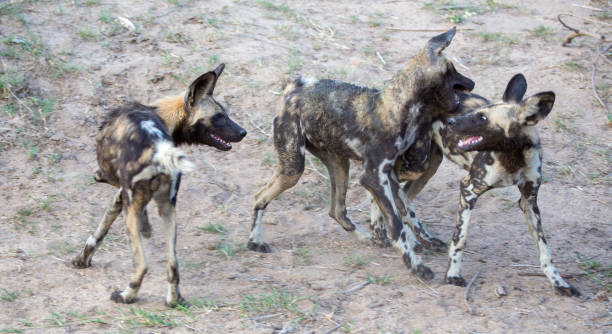 istock African Wild Dogs 1305135601