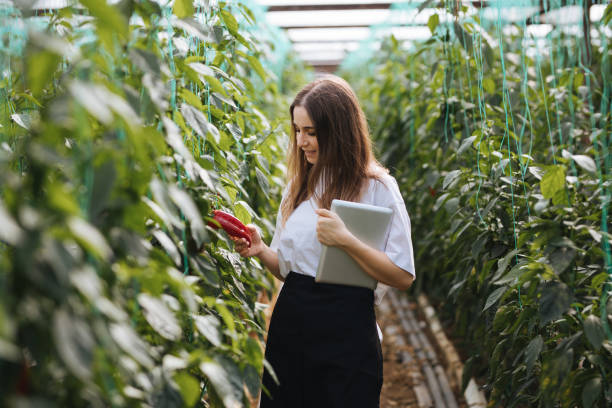 istock Young women using a tablet to examine peppers and their growth 1305136550