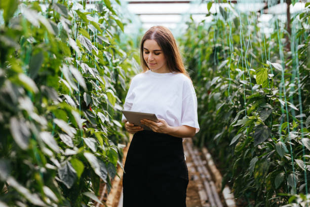 istock Young women using a tablet to examine peppers and their growth 1305137170