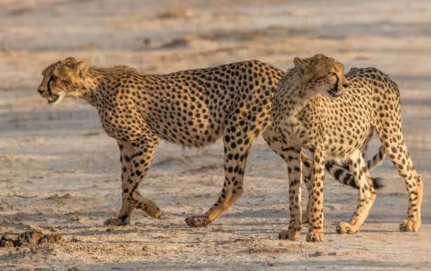 Cheetahs walking and standing in the grassland of the savanna in the Etosha national park in Namibia, Africa