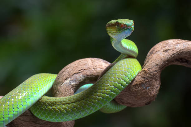 istock White-lipped island pit viper in dark background 1305139269