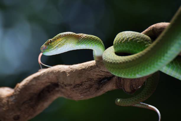 istock White-lipped island pit viper in dark background 1305139337