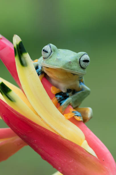 istock Green tree frog perched on a flower petals 1305139458