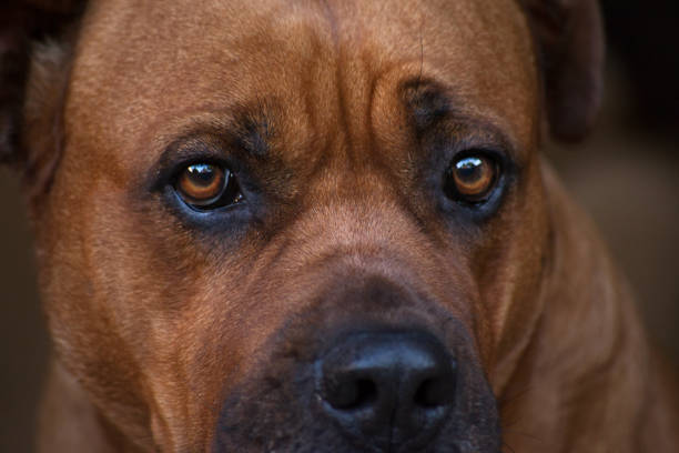 My Mastiff when he was young, about one year old