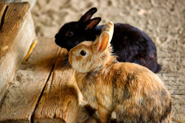 View of pair domestic pygmy rabbits