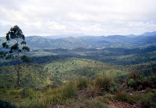 National park and Periyar Tiger Reserve - Thekkady Kerela India