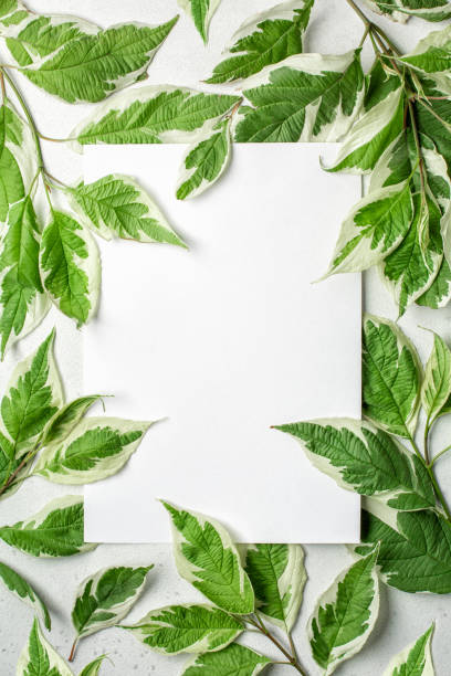 istock White rectangle text box among green and white leaves. 1305143324