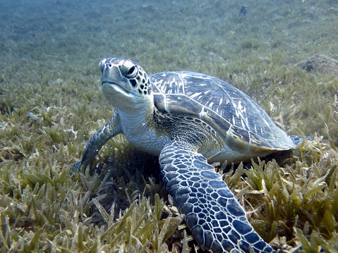 Awesome green sea turtle feeding on sea grass