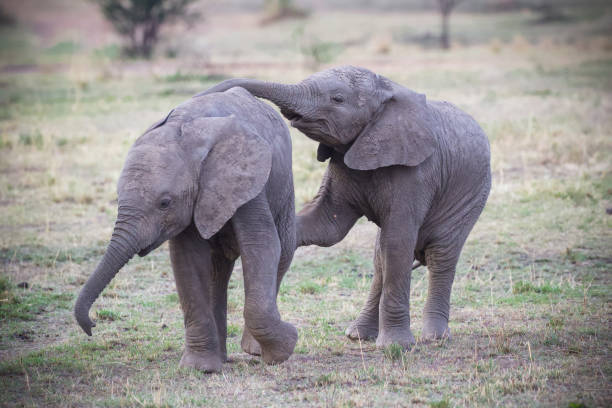 Elephant calves Two playful elephant calves in the northern Serengeti, Tanzania. serengeti elephant conservation stock pictures, royalty-free photos & images