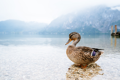 Silent morning in Traunkirchen. A dabbling duck on a lake. Mountains in clouds on the background.