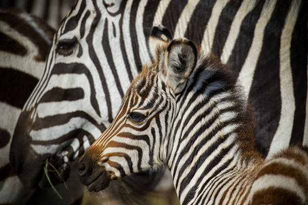 Baby zebra Portrait of a baby zebra with its mother in the background in the northern Serengeti, Tanzania. zebra photos stock pictures, royalty-free photos & images