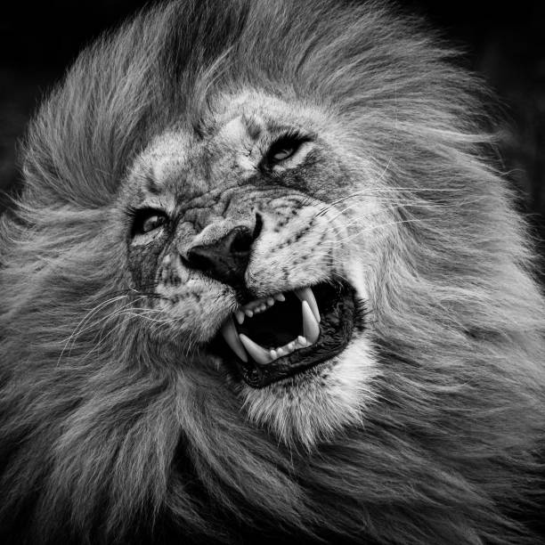 istock Portrait of a Lion 1305145468