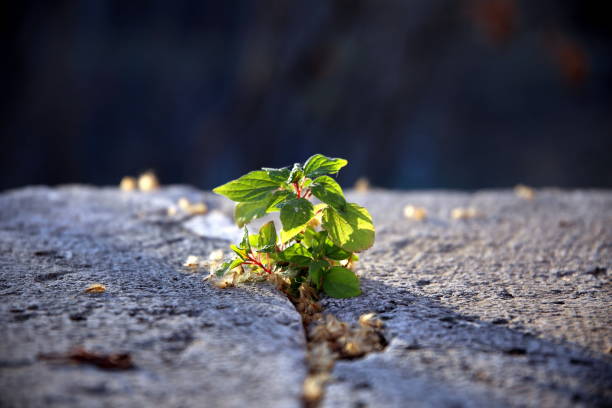 retroiluminación en plándalas silvestres verdes que crecen en fractura de piedra - supervivencia fotografías e imágenes de stock