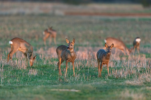 Roe deer group grazing on a field in the last evening sunlight.