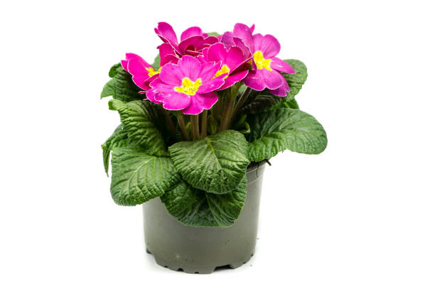 istock Pink primrose in pot isolated on white background 1305147721