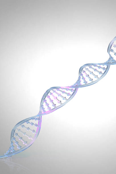 istock DNA string, chain of chromosome banner 1305148078