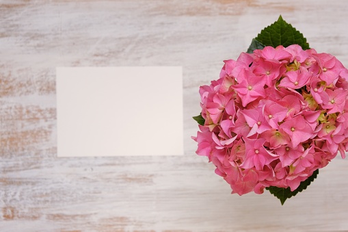Hydrangea pink flowers close-up on beige shabby chic background.copy space.Floral greeting card blank. Spring pink flowers. Beautiful flower background