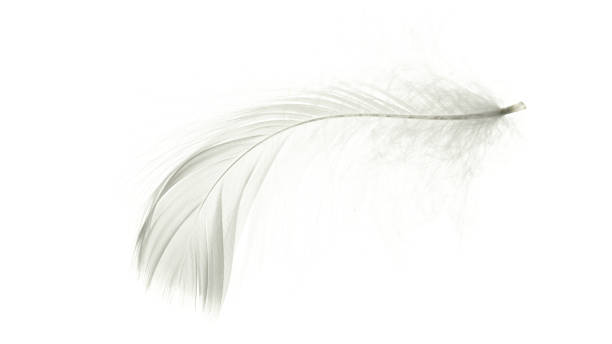 istock Feather fly. Nature abstract bird feather texture closeup isolated on white background in macro photography, soft focus. Elegant expressive artistic image fragility of nature. 1305150250