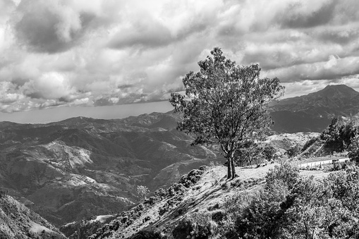 Dramatic image of large lonely tree high in the mountains of Dominican Republic with cloudy skies.