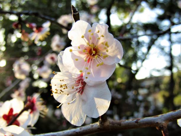 istock Japan. March. Plum blossom under the rays of setting sun. 1305152229