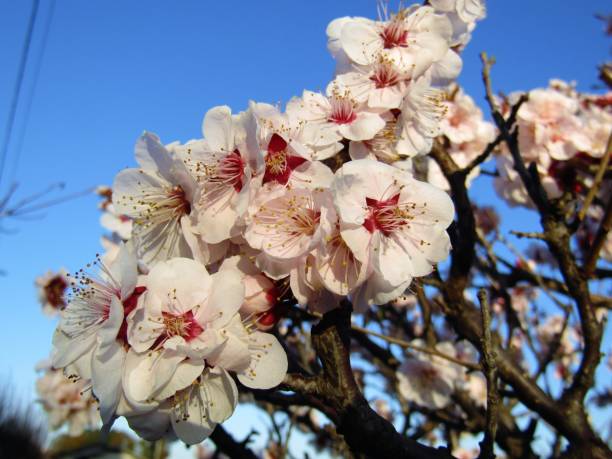 istock Japan. March. Plum blossom under the rays of setting sun. 1305152288