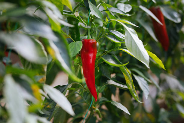 pimiento rojo - pepper bell pepper growth ripe fotografías e imágenes de stock