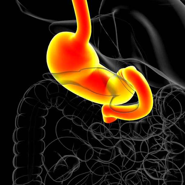 istock Stomach Anatomy Human Digestive System For Medical Concept 3D 1305152840