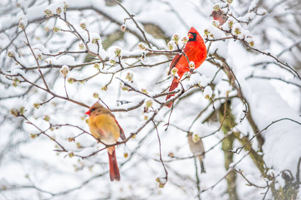 dois cardeais vermelhos do norte, cardinalis, pássaros empoleirados em galho de árvore durante a neve de inverno pesada colorido em virginia cereja flores brotos - cardeal do norte - fotografias e filmes do acervo