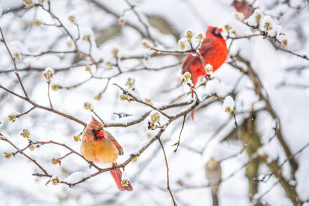 istock Two pair red northern cardinal couple, Cardinalis, birds perched on tree branch during heavy winter snow colorful in Virginia cherry flowers buds 1305153294