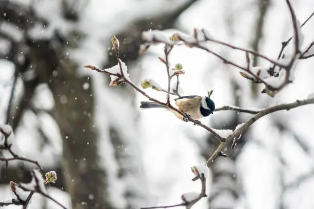 Photo of Small one black-capped chickadee, poecile atricapillus, tit bird perching closeup on tree branch in Virginia during winter snow weather blurry background bokeh