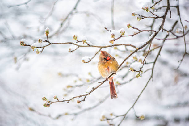 istock One single funny female red northern cardinal Cardinalis bird perched on tree branch during winter snow in northern Virginia 1305153859