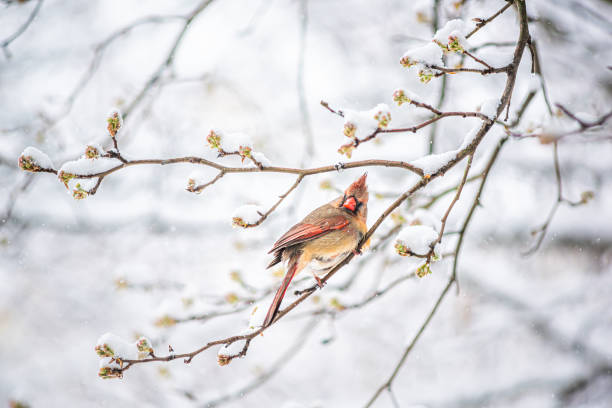istock One single female red northern cardinal Cardinalis bird perched on tree branch during winter snow in northern Virginia 1305153870