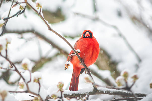 Winter scene of a male cardinal in Central Wisconsin