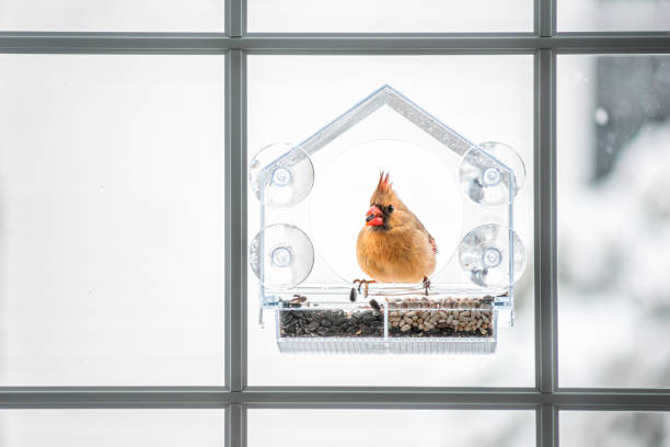 One female single red cardinal bird sitting perched on plastic glass window feeder eating seeds during heavy winter snow colorful in Virginia