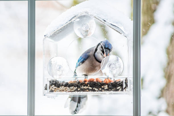 istock One blue jay colorful Cyanocitta cristata bird perched on plastic glass window feeder taking food during winter in Virginia with seeds 1305154574