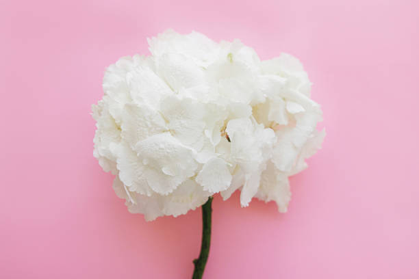 istock Beautiful big white hydrangea flower on bright pink background flat lay. Modern minimal floral card 1305154745