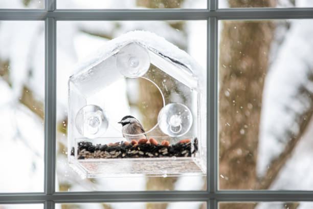 istock Closeup view of chickadee bird sitting perching on plastic glass window feeder perch snowing winter day eating seeds in Virginia 1305155216