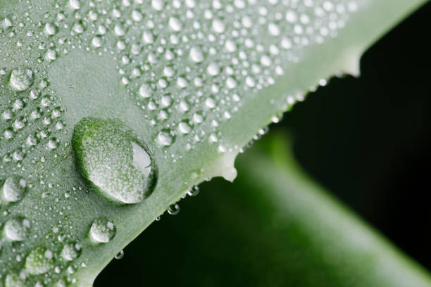 grüne aloe vera pflanze mit wassertröpfchen - healthy lifestyle homeopathic medicine aloe plant stock-fotos und bilder