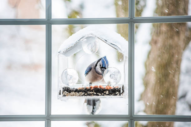 istock Blue jay colorful Cyanocitta cristata bird perched on plastic glass window feeder looking for food during winter in Virginia with seeds 1305157085