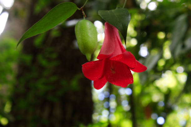 los gritos de la naturaleza me miran - copihue fotografías e imágenes de stock