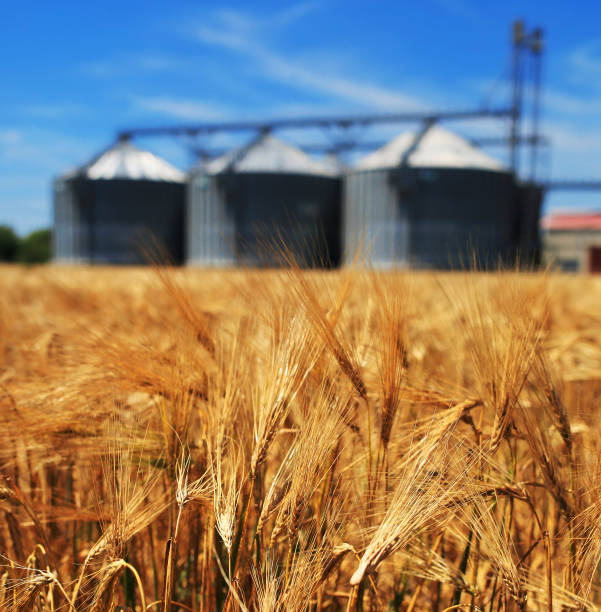 istock Farm, wheat field with grain silos for agriculture 1305158225