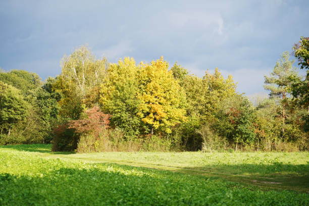 Chestnut trees in autumnal colors along Decksteiner pond