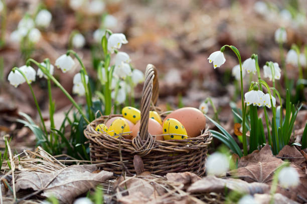 Osterkörbchen March cup flowers in the forest with baskets and Easter eggs snowdrops in woodland stock pictures, royalty-free photos & images
