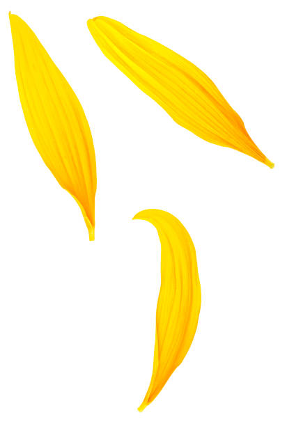 istock Sunflower petals isolated on a white background, top view. Three yellow petals. 1305165582